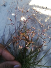 Ehrharta ottonis