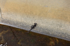 Cynops ensicauda popei