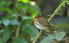 Grallaricula flavirostris