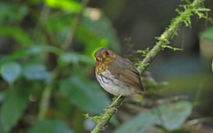 Grallaricula flavirostris