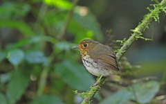 Grallaricula flavirostris