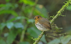 Grallaricula flavirostris