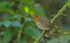 Grallaricula flavirostris