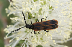 Pseudolycus haemorrhoidalis