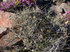 Eriocephalus punctulatus