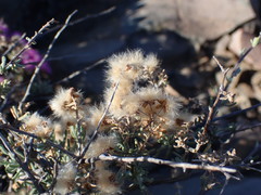 Eriocephalus punctulatus