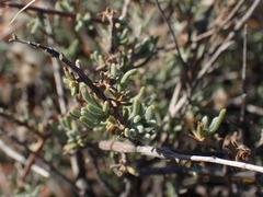 Eriocephalus punctulatus