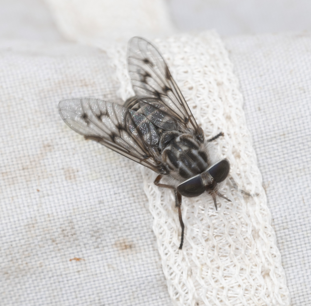 Dasybasis gentilis