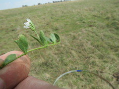 Justicia anagalloides