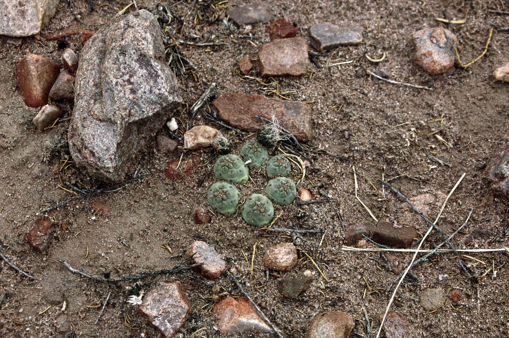 Cumulopuntia subterranea