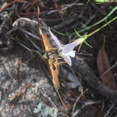 Netrocoryne repanda