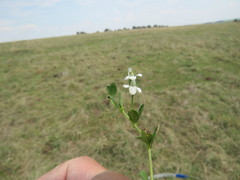 Justicia anagalloides