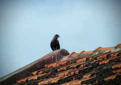 Milvus migrans parasitus