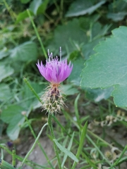 Centaurea aspera