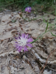 Centaurea aspera