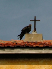 Milvus migrans parasitus