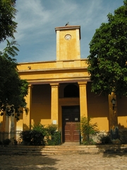 Milvus migrans parasitus