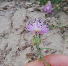 Centaurea aspera