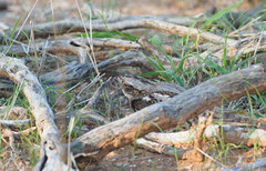 Caprimulgus rufigena