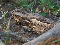 Caprimulgus rufigena