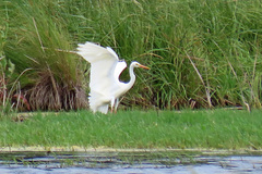 Ardea intermedia plumifera