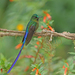 Violet-tailed Sylph - Photo (c) Christoph Moning, some rights reserved (CC BY), uploaded by Christoph Moning