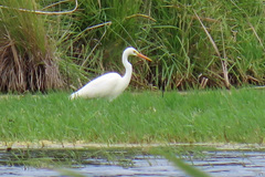 Ardea intermedia plumifera