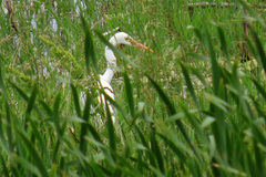 Ardea intermedia plumifera