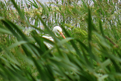 Ardea intermedia plumifera