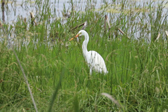 Ardea intermedia plumifera