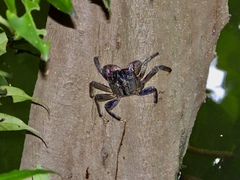 Episesarma palawanense