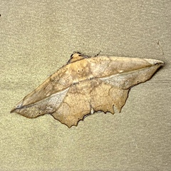 Polyacme dissimilis
