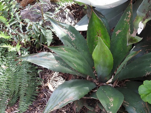 Agave hiemiflora