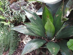 Agave hiemiflora