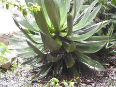 Agave warelliana