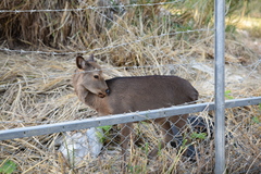 Cervus nippon keramae