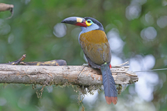 Andigena laminirostris