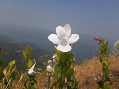 Barleria sepalosa
