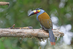 Andigena laminirostris