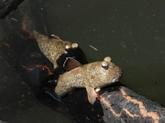 Hopping Fish photo 2