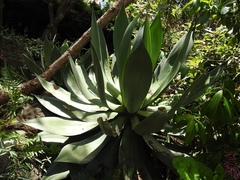 Agave warelliana