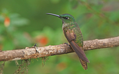Fawn-Breasted Brilliant photo 1
