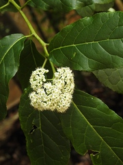 Ehretia latifolia