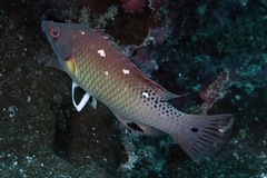 Bodianus dictynna