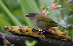 Chlorospingus semifuscus