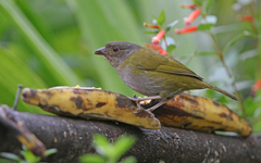 Chlorospingus semifuscus