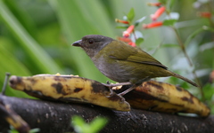 Chlorospingus semifuscus