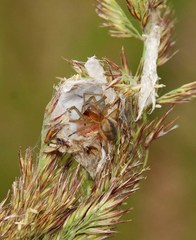 Cheiracanthium erraticum