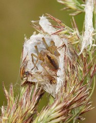 Cheiracanthium erraticum