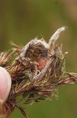 Cheiracanthium erraticum